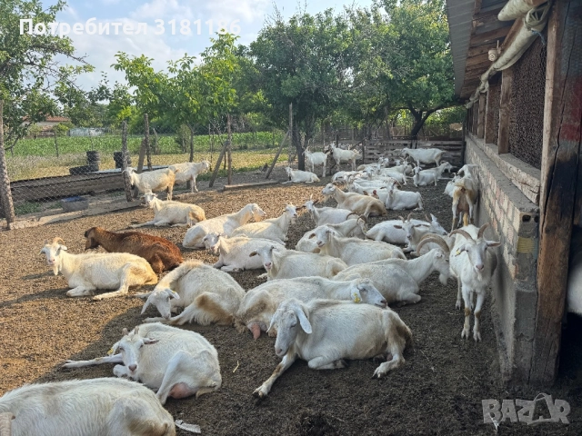 Продавам кози ББМ 