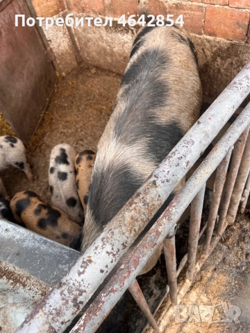 Малки прасета и Майки