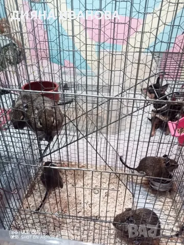 КАТЕРИЧКИ ДЕГУ, снимка 8 - Морски свинчета - 48394568