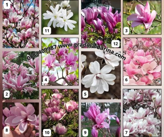 Магнолии