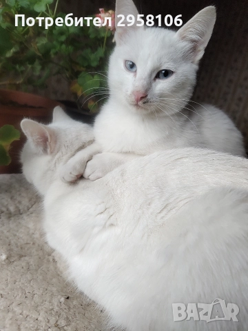 коте, бяло, сини очи, 5 мес., снимка 3 - Британска късокосместа - 52889766
