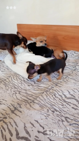 Промоция на чихупинчерчета, снимка 2 - Пинчер - 52828662