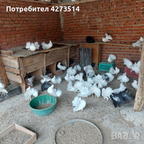 Продавам гълъби Финерлии - бели, сиви и пъстри, снимка 4 - Гълъби - 52268397