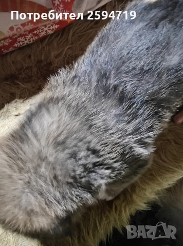 продавам кученца немски шпиц , снимка 4 - Шпиц - 52963890