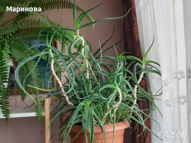 Алое вера на стръкове за лекрство