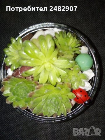 Сукуленти в министъкло