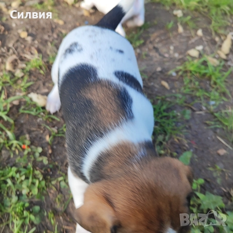 Кученца Джак Ръсел , снимка 3 - Джак ръсел териер - 52787646