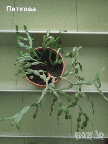 Коледничета, Великденчета, снимка 4 - Стайни растения - 33260729