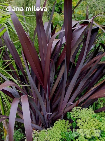 Червен Формиум, Phormium Tenax Purpureum, снимка 1
