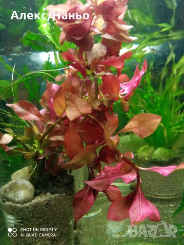 продавам анцуструси  по 2,5  лв и растения по 1-6 лв., снимка 5 - Рибки - 15308633