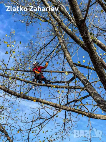 Рязане,оформяне,укрепване на опасни дървета , снимка 16 - Други услуги - 39864280