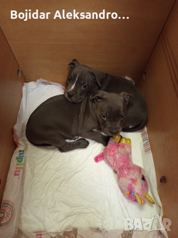 американски питбул/були .налично мъжко 