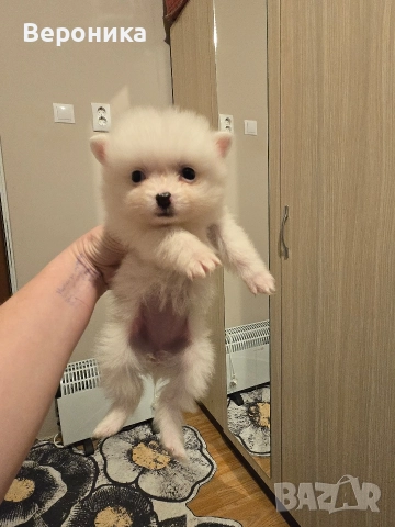 померан мини мини шпиц, снимка 9 - Померан - 52566587