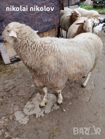 коч за месо