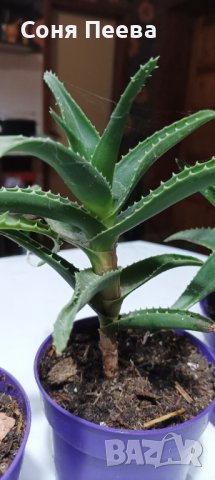 Алое Вера, снимка 1