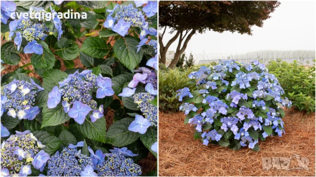 Hydrangea macr. Blue Wave(Хидрангея Синя вълна), снимка 3 - Градински цветя и растения - 50821433