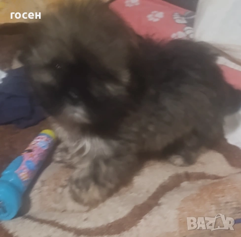 Куче, снимка 5 - Други - 53209848