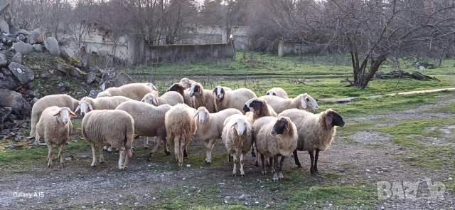 Свободни овце и кочове!, снимка 2 - Овце - 53276147