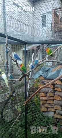 Продавам неразделки