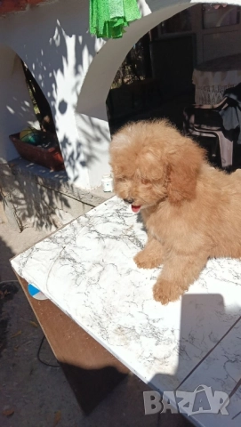 Малтипу Maltipooo, снимка 7 - Други - 51501320