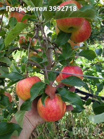 Ябълков сок натурален / сок от ябълка , снимка 3 - Други - 52837663