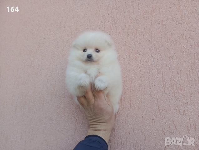 Мъжки Померан. Реални снимки от днес!, снимка 5 - Померан - 52847976