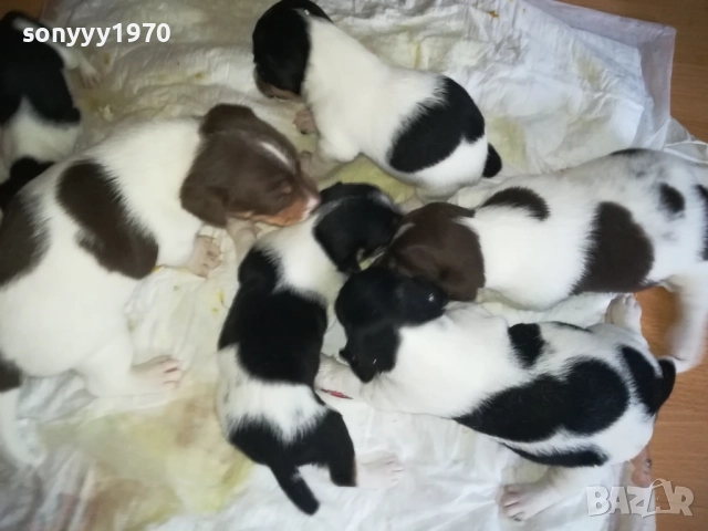 🙏 ДЖАК РЪСЕЛ-250ЛВ ЗА БРОЙ 0509250832, снимка 3 - Джак ръсел териер - 51611544