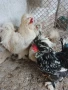 Продавам пилета от декоративни кокошки , снимка 5