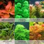 Аквриумни растения /тор за  растения за аквариум, снимка 4