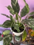 Стайни растения за дома и офиса , снимка 3