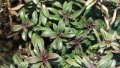 Балканска чубрица, снимка 1 - Градински цветя и растения - 28159862