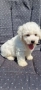 Бишон фризе , снимка 3