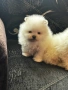 Померан , снимка 2