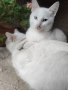 коте, бяло, сини очи, 5 мес., снимка 3