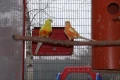 Работещи двойки Пойни Папагали , снимка 2