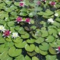 Водна Лилия, снимка 2 - Градински цветя и растения - 28315523