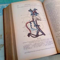 Антикварна медицинска книга учебник на френски език, снимка 4 - Специализирана литература - 28235619