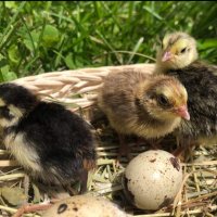 Пъдпъдъчи яйца, за разплод и консумация, пъдпъдъци и пилета, снимка 10 - Други - 41984693