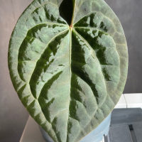 Хибриден Антуриум, снимка 1 - Стайни растения - 44881018