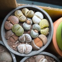 Lithops/живи камъчета/, снимка 11 - Стайни растения - 39521079