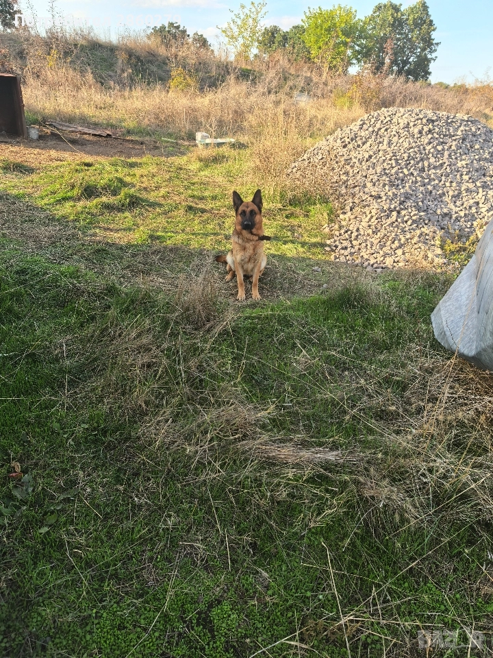 Немска овчарка , снимка 1
