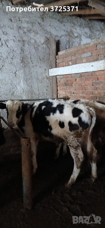 Продавам 2 бр телета , снимка 1