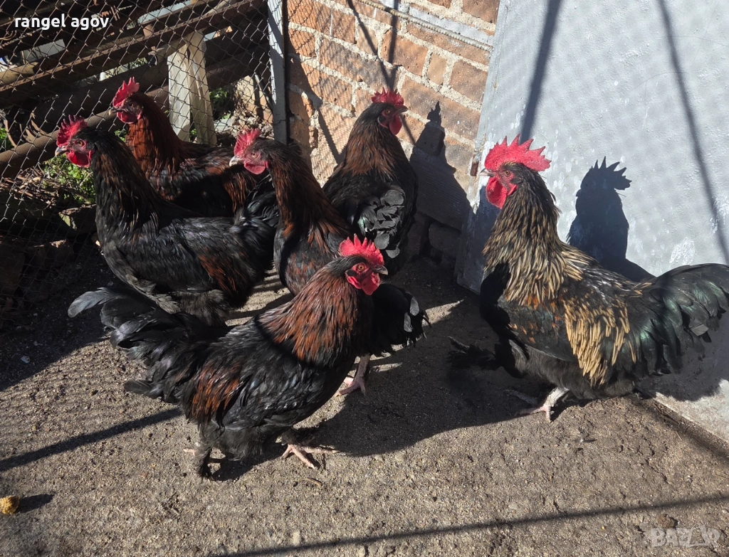 Млади петли маран , снимка 1