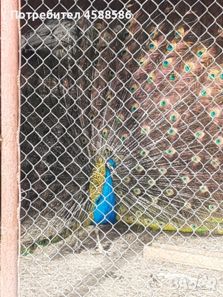 Продавам двойка индийски пауни , снимка 1