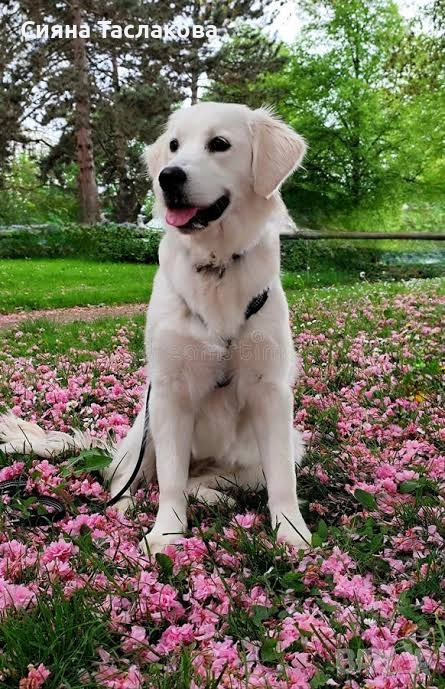 Разходка на кучета - град София, снимка 1