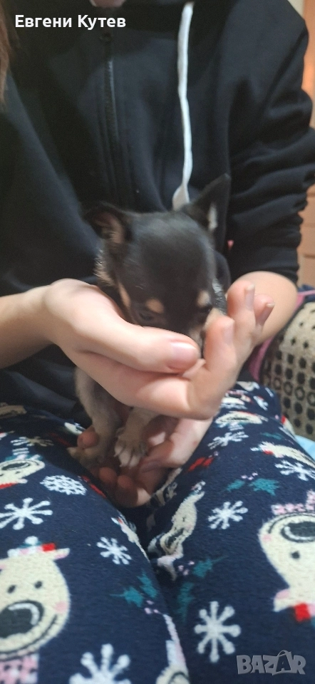 Пинчерчета , снимка 1