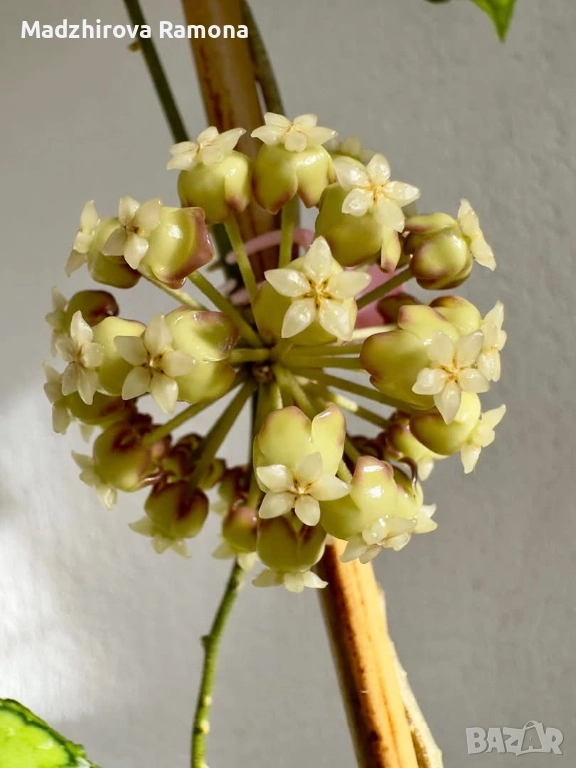 Hoya finlaysonii ah 029 , снимка 1