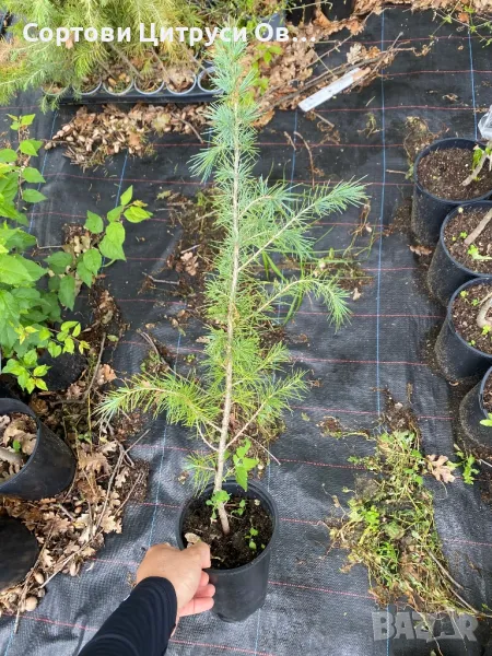 Хималайски Кедър, снимка 1