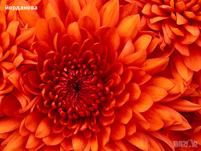 Разработвам теми за държавен изпит по ” Педагогика и образователен мениджмънт” и ПНУП, снимка 1