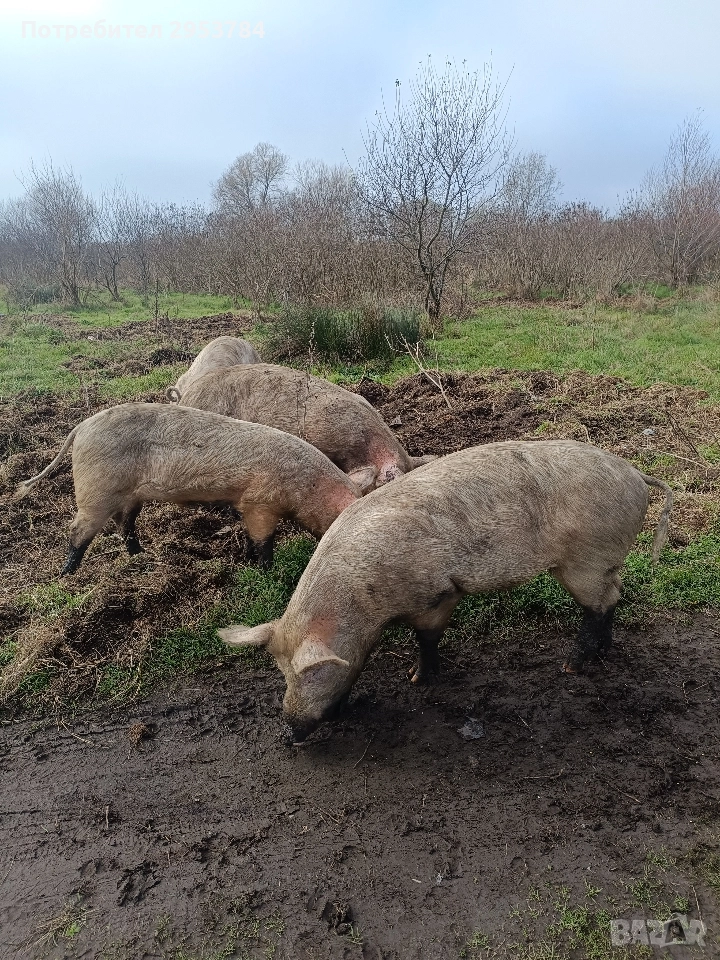 прасета , снимка 1